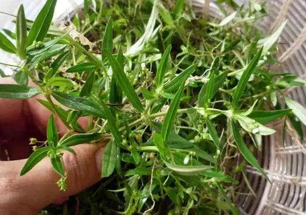 蛇利草的功效与作用蛇利草的功效与作用