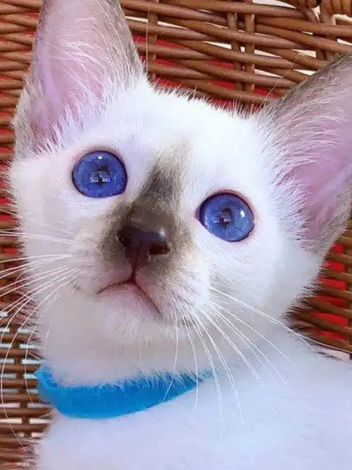 宝石蓝眼睛的暹罗猫