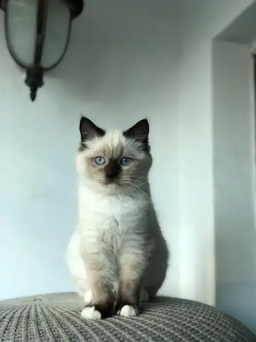 重点色布偶妹妹找新家