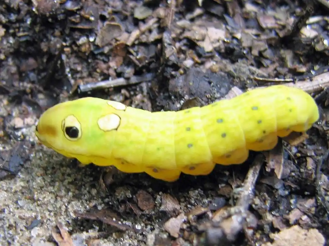 乌樟凤蝶幼虫—神奇宝贝这也太漂亮了吧!
