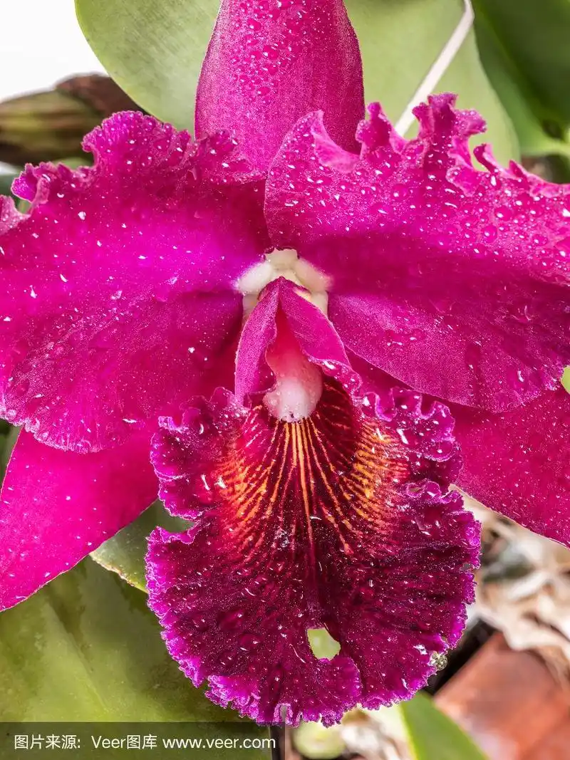 兰花,洋兰,垂直画幅,红色,植物