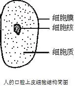 请回答口腔上皮细胞临时装片实验操作过程中的问题