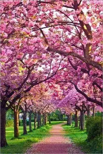 世界上最美的风景(花浪)