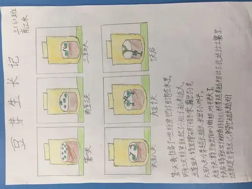 豆芽成长记———实验小学三(6)班观察豆子发芽活动