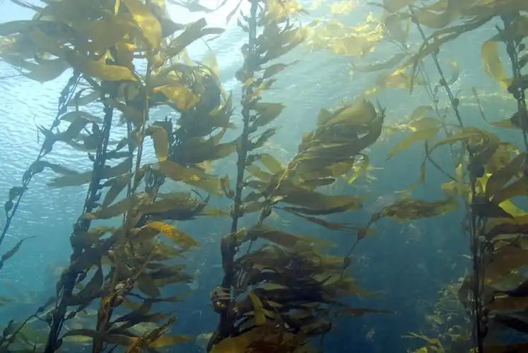 海藻的功效与作用6大功效你知道几个