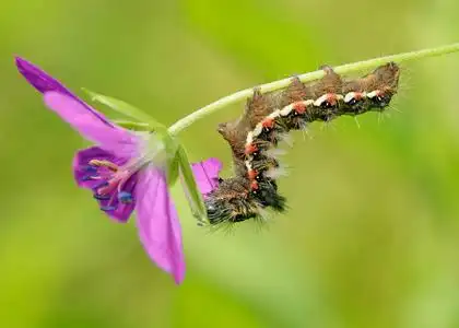 美丽的毛毛虫在树枝上爬行.她吃树叶照片