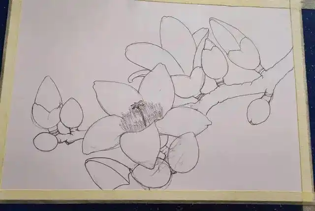 《笔尖记录》木棉花开(彩铅画)