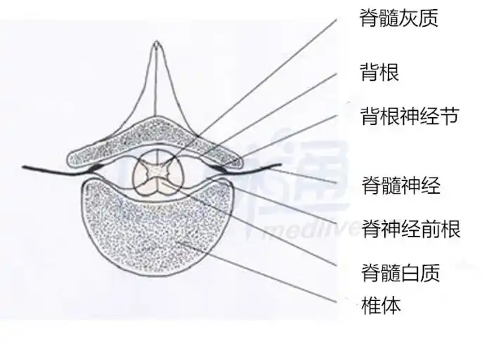 脊髓的关键解剖特征是横截面积小,内部密集排列着与身体两侧相连,且被