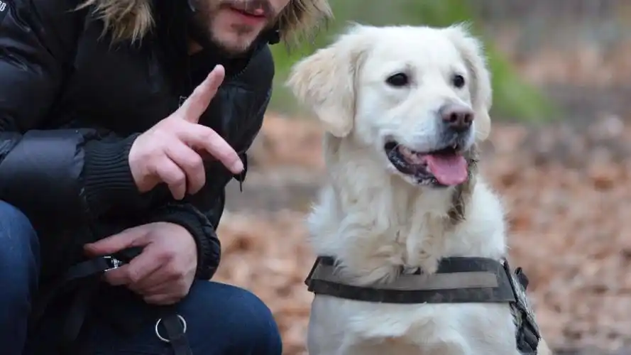 golden retriever dog 金毛犬狗
