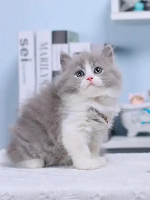 长毛蓝白妹妹,甜美可爱仙女般颜值##吸猫  #我家宠物好可爱  #猫  #英