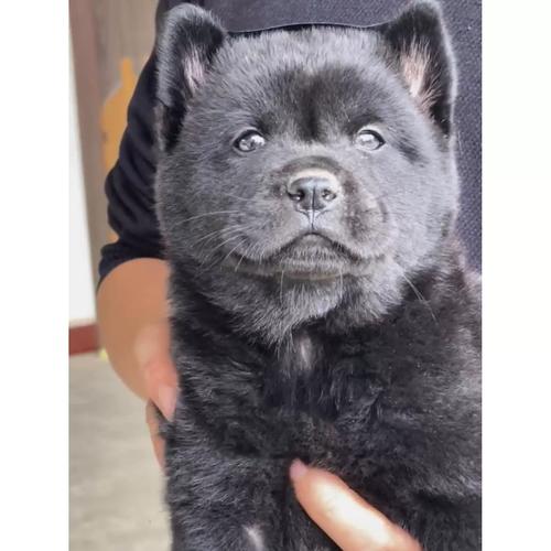 纯黑广西土猎犬五黑犬虎头狩猎纯黑短毛中华田园犬看家护院犬狗狗