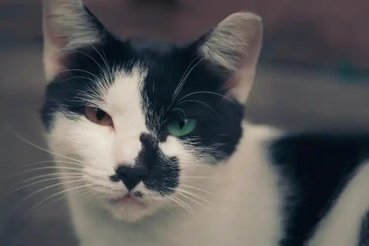 红蓝宝石异瞳喵