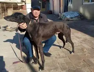 二驴988000001880153 - 格力犬yy--格力犬中英文血统查询