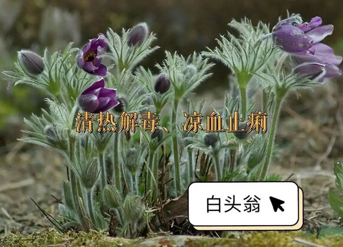 每日认识一味中药-白头翁 白头翁,别名老翁须,白头公,白头翁草,野丈人