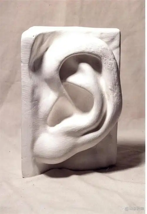 素描石膏教程耳朵的绘画方法