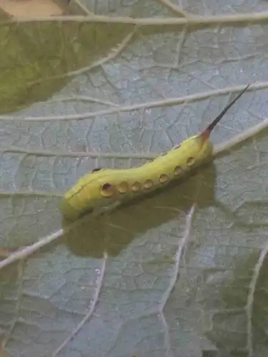 尾巴很尖绿色的,身体上有斑点像蚕的是什么昆虫?