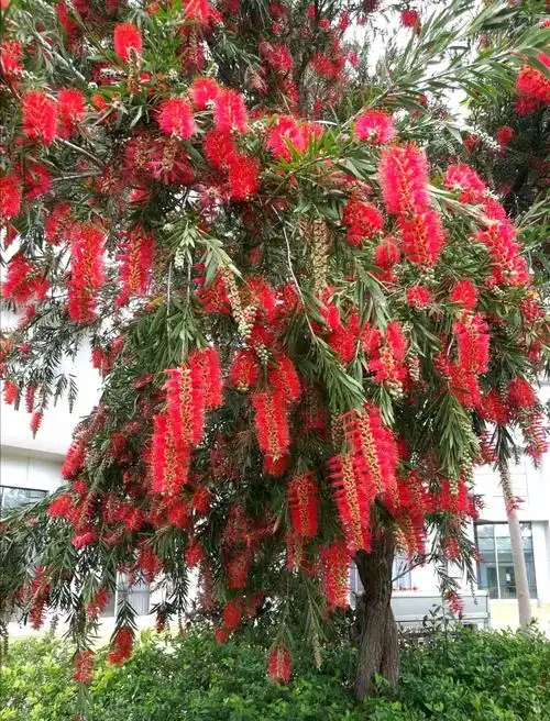 英姿飒爽 风韵独特(深圳"红千层"花)