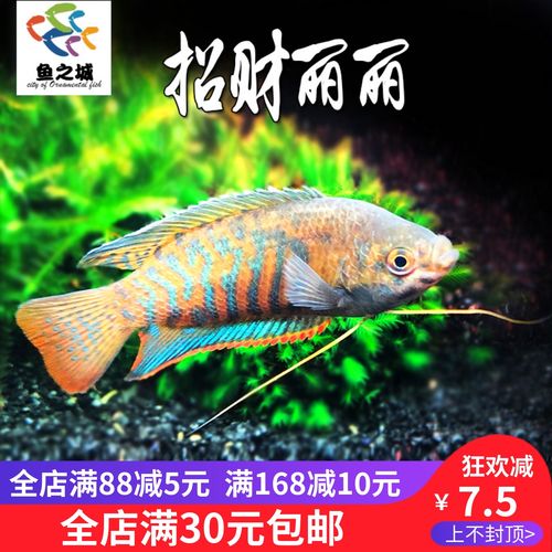鱼之城丽丽鱼七彩丽丽招财丽丽好运丽丽鱼新手耐养鱼风水鱼热带鱼
