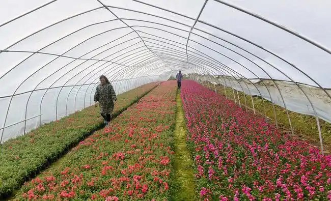 花农在湖北省宜昌市秭归县陈家坝村的花卉苗木种植基地管理花卉