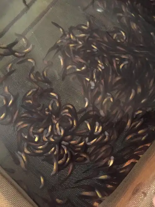 刚孵化出来了小娃娃鱼宝宝们,活蹦乱跳的,好欢腾