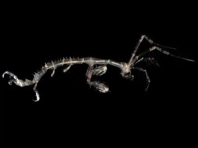 骷髅虾 (skeleton shrimp)