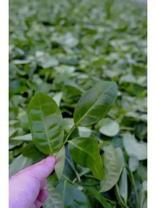 老枞佛手永春佛手