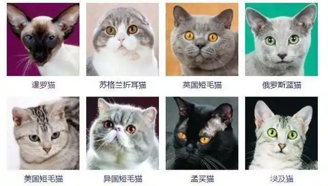 猫有哪些品种带图片名字
