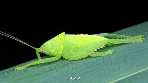 来自万国侯 - 微博