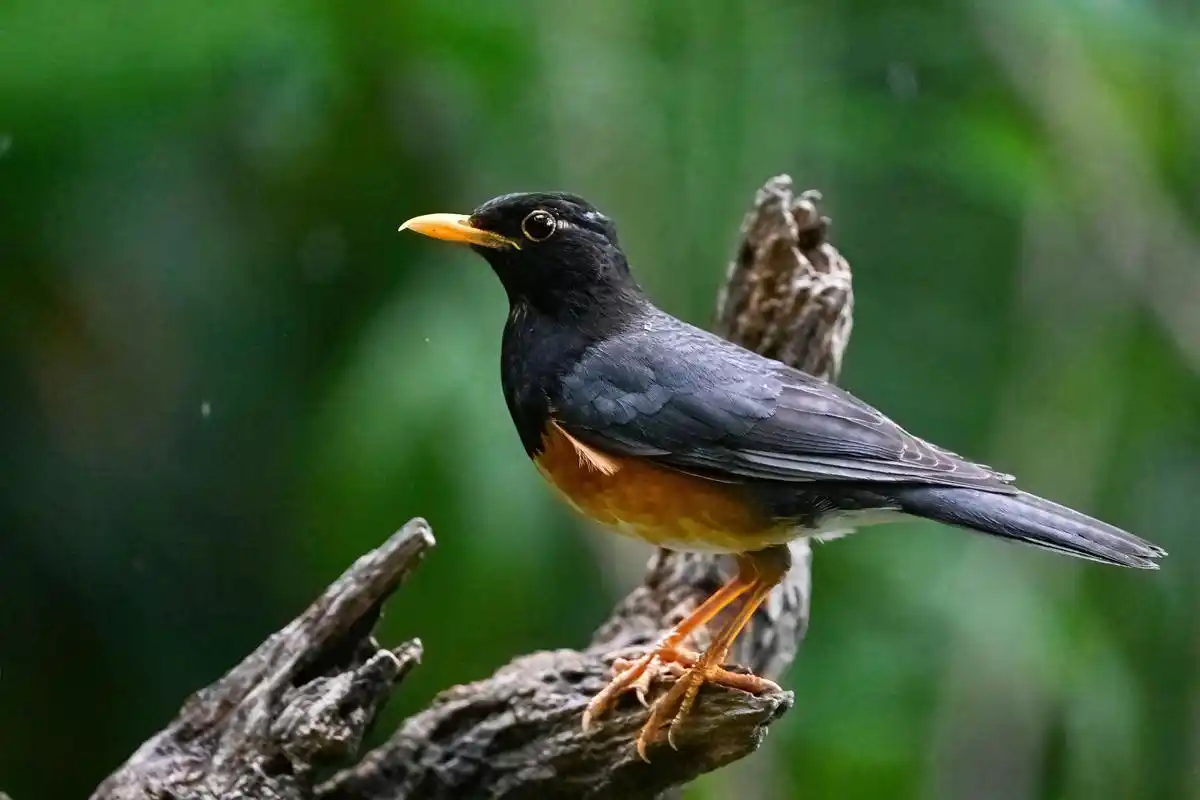 黑胸鸫(dong) 67三有保护动物 67——云南保山