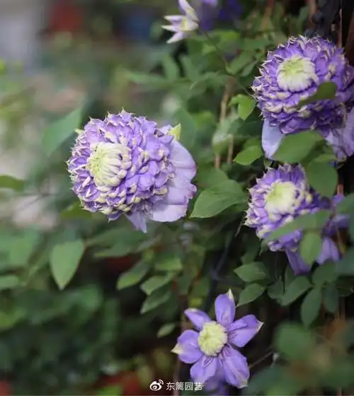 拥有迷人吸引力的铁线莲蓝光