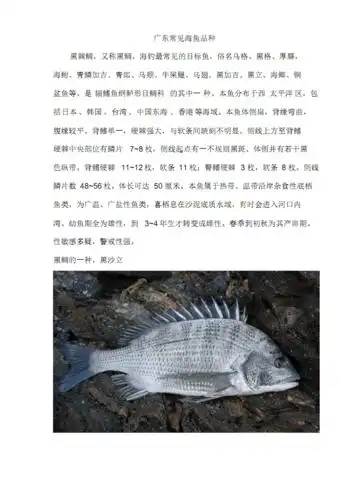 广东常见海鱼品种.pdf