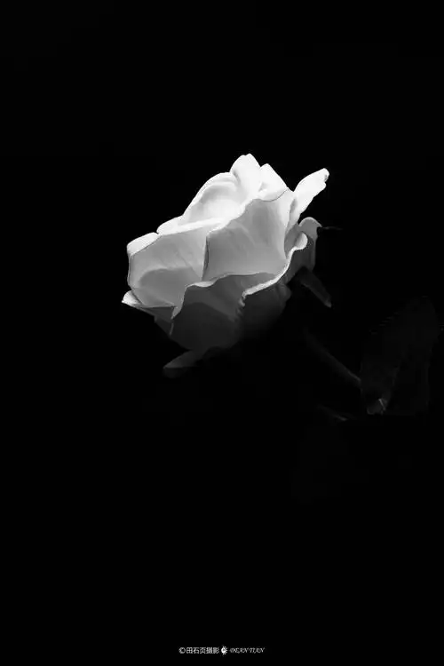 田石页摄影dean 孤独的花