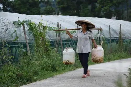 图片故事| 刘平芝:一个农村女人的脱贫梦