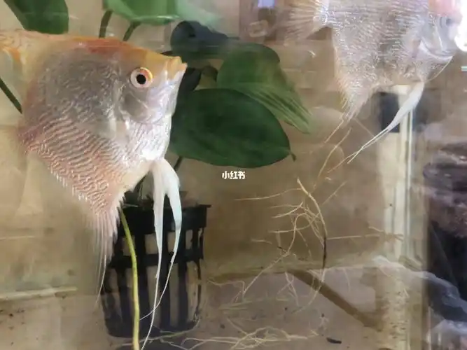 好像是两条母鱼…#新手养鱼  #神仙鱼  #神仙鱼繁殖  #燕鱼繁殖