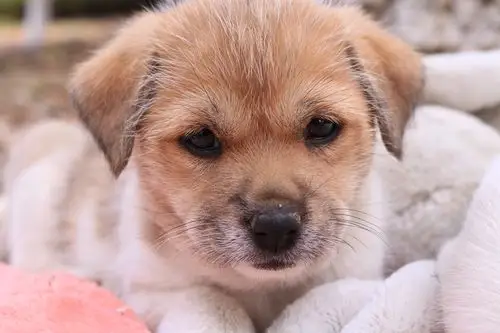 中华田园犬也很萌