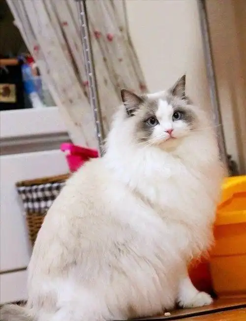 布偶猫堪称"猫界小仙女",你了解多少?