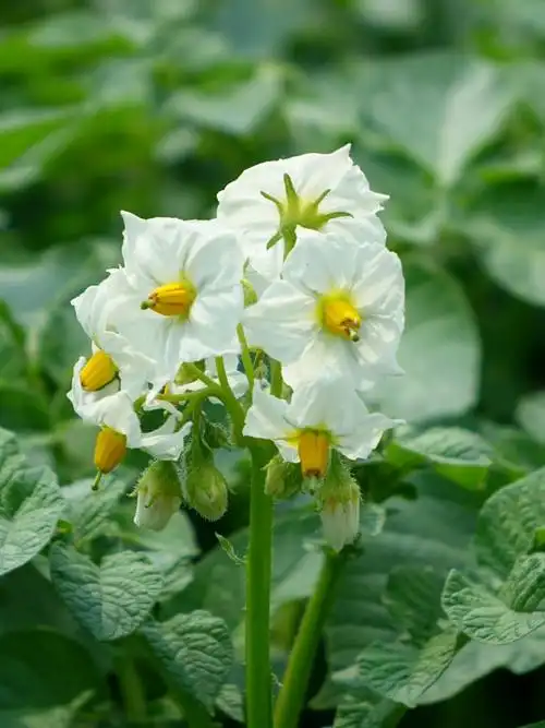 黑龙江省#栖居在盆子里的花# 晴,27 ℃,西南风4级.
