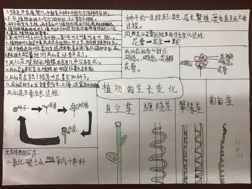 三(2)班科学第一单元思维导图