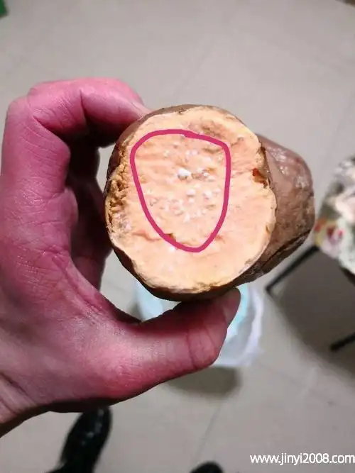 红薯放了几天长白毛说明红薯发霉变质了.