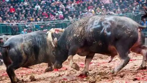 牛王擎天柱出战归江,脱手就是100米大碰太经典了!