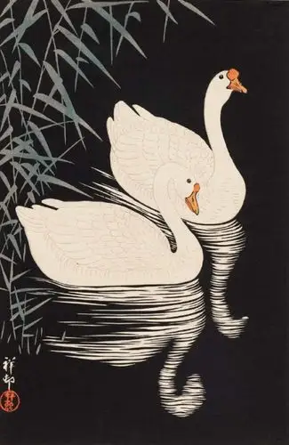 白天鹅手绘