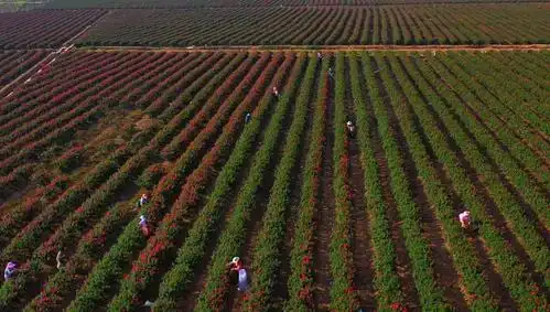 规模化种植的玫瑰园
