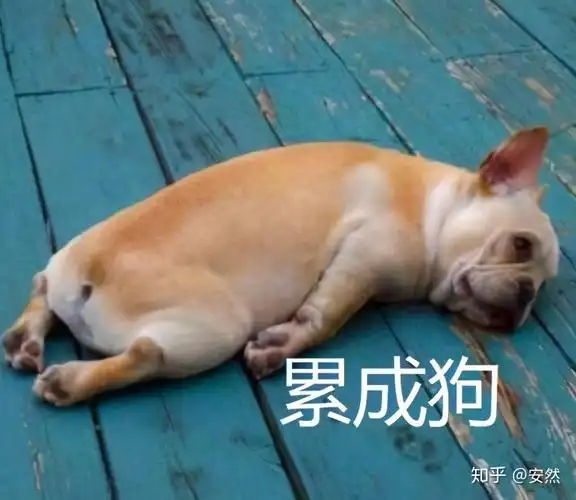 累成狗,我妈以为我骂她是狗,跟我气了一个月4,@ 耿耿的童话镇那天好像