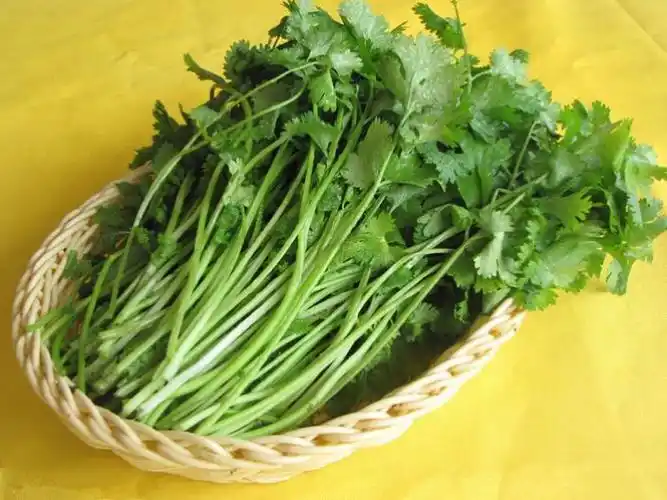 香菜是煮汤和摆盘必备