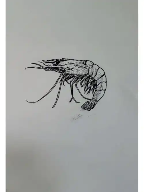 临摹了一只虾