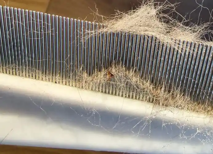 老公的猫有寄生虫了产生了些矛盾