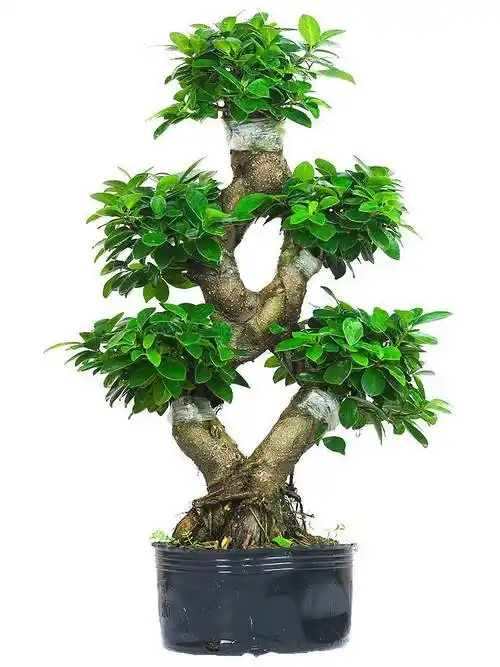 金钱榕盆栽绿植花卉提根老桩摇x钱树8字s造型小叶人参榕树盆景植