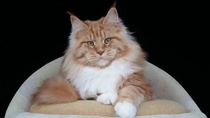 外貌和小老虎一样炫酷,大块头缅甸猫也有温柔的一面