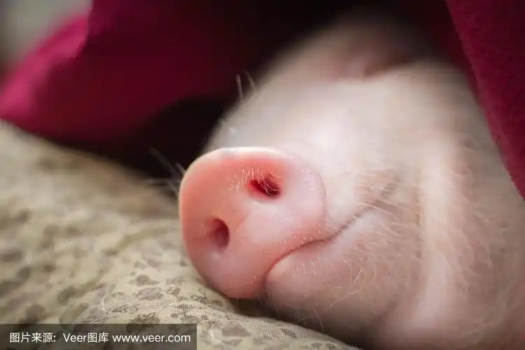 小猪从红毯子下面伸出鼻子睡觉