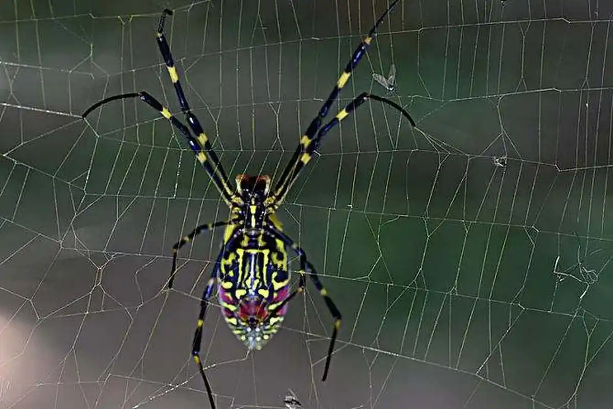 蜘蛛有二三对或四对的眼睛,你可能认为它们有着很好的视力,可事实是